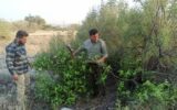 رفع تصرف بیش از هزار هکتار اراضی ملی در گچساران رفع تصرف بیش از هزار هکتار اراضی ملی در گچساران