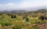 سه گونه گیاه دارویی در گچساران در معرض انقراض است سه گونه گیاه دارویی در گچساران در معرض انقراض است