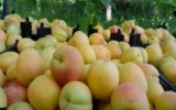 کاهش یافتن تولید میوه های هسته دار در استان کهگیلویه و بویراحمد کاهش یافتن تولید میوه های هسته دار در استان کهگیلویه و بویراحمد