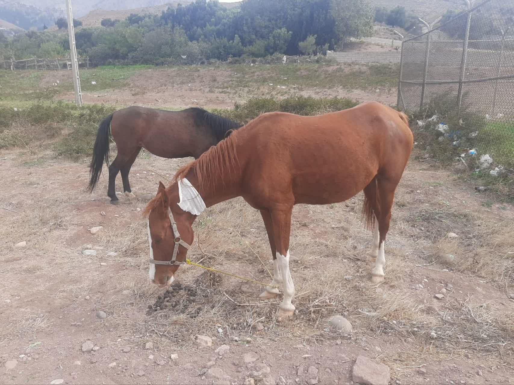 جایی که انسانیت کارکنان صنعت نفت از مرز وظیفه عبور میکند