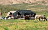 کمبود آب و علوفه در مناطق عشایری گچساران کمبود آب و علوفه در مناطق عشایری گچساران